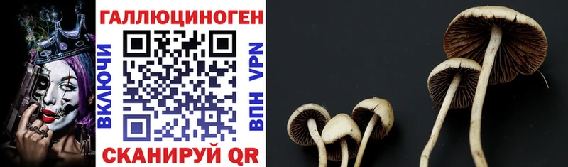 даркнет наркотические препараты  Петрозаводск  Галлюциногенные грибы MAGIC MUSHROOMS 